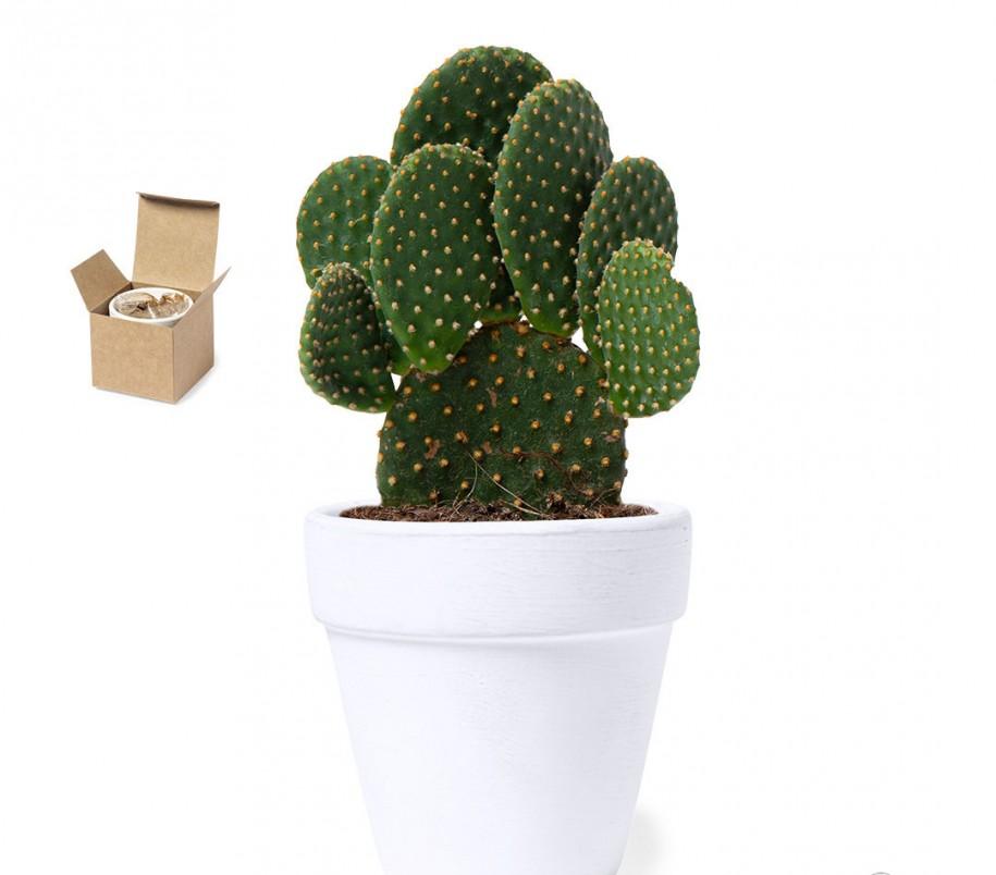 Maceta Cactus para Eventos