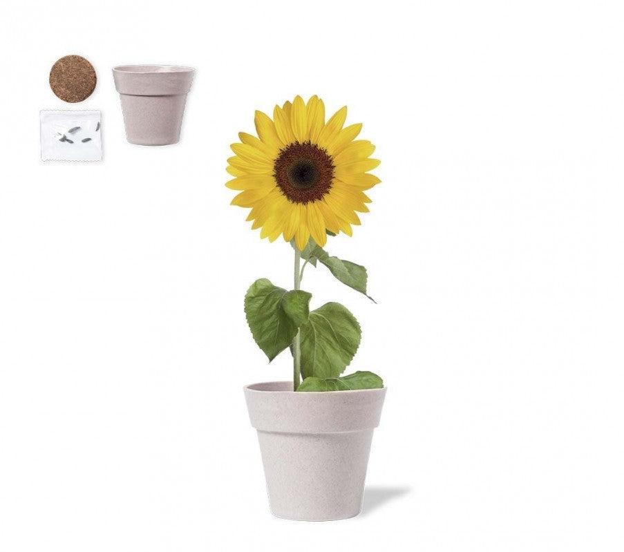 Maceta Girasol para Eventos