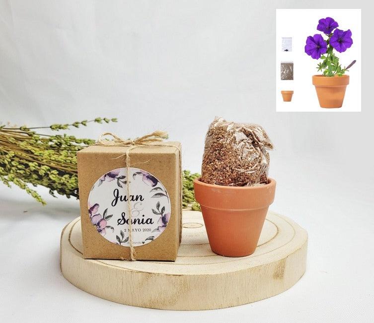 Maceta Petunia para Eventos