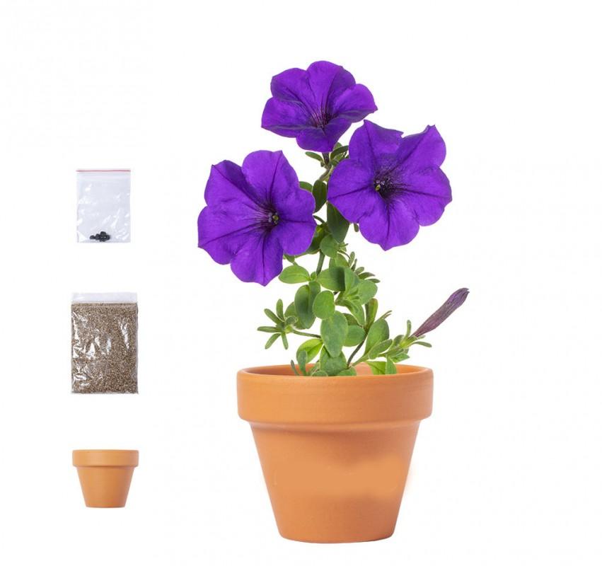 Maceta Petunia para Eventos